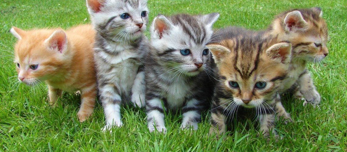 kittens-cat-cat-puppy-rush-45170