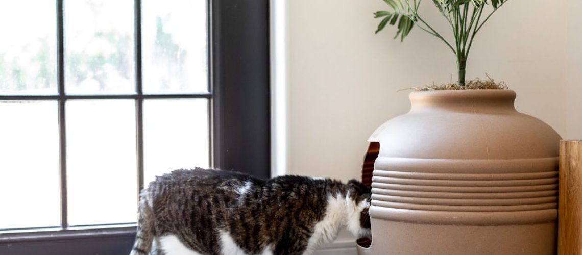 Perfect Spot! Where to Place Your Cat's Litter Box