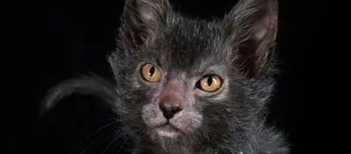 Lykoi Wonders: All About This Unique Cat Breed & Its Care