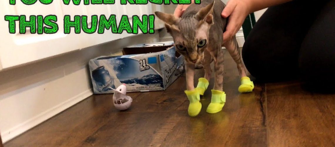 Shoe Secrets: Cats Footwear Fascination