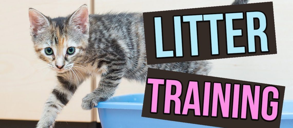 Training Your Kitten to Use the Litter Box