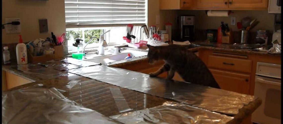 Aluminium Foil Fun: Can It Keep Cats Off Your Counters?