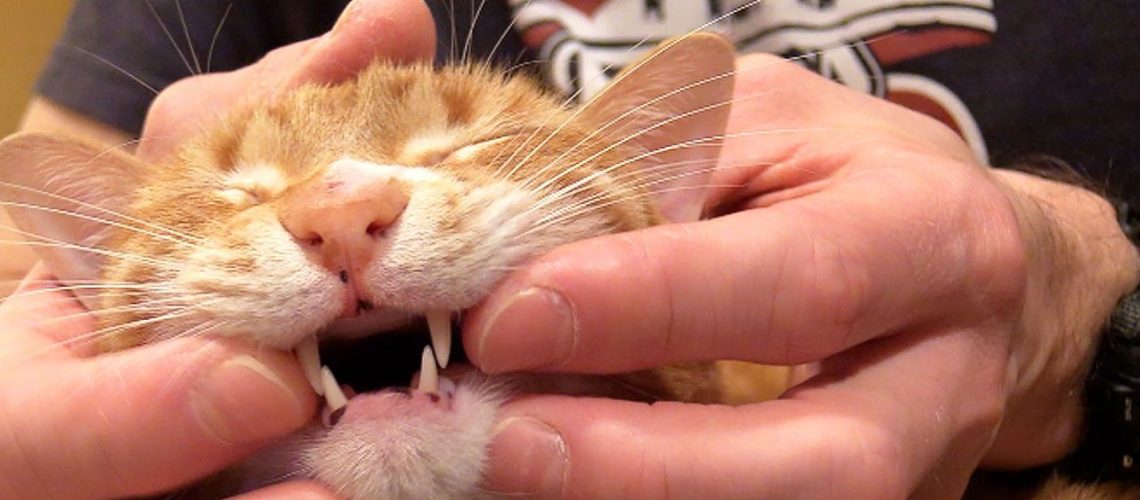 How to Brush Your Cat's Teeth