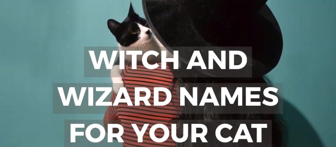 50 Perfect Witchy Names for Cats