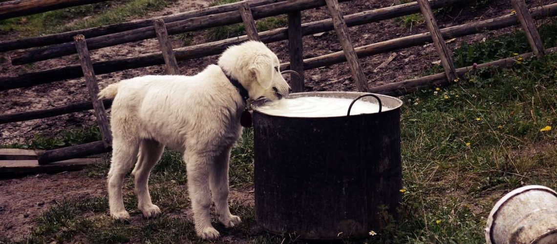 milk, dog, white-1174048.jpg