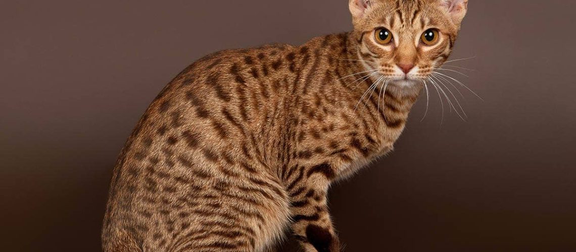 Ocicat Cats: A Perfect Blend of Spots and Grace