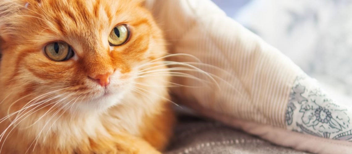 19 Orange Cat Names