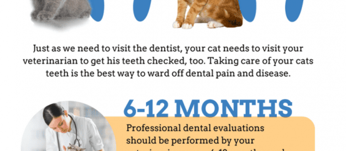 What You Should Know About Kitten Teeth and Dental Care