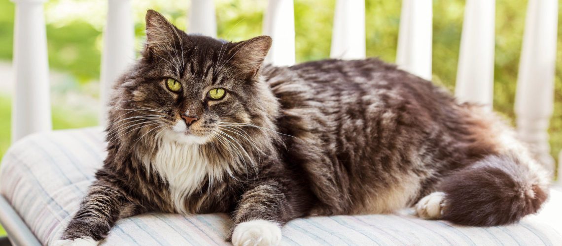 Chill Vibes: Calmest Cat Breeds for Easygoing Homes