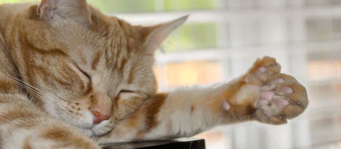 7 Amazing Facts About Polydactyl Cats