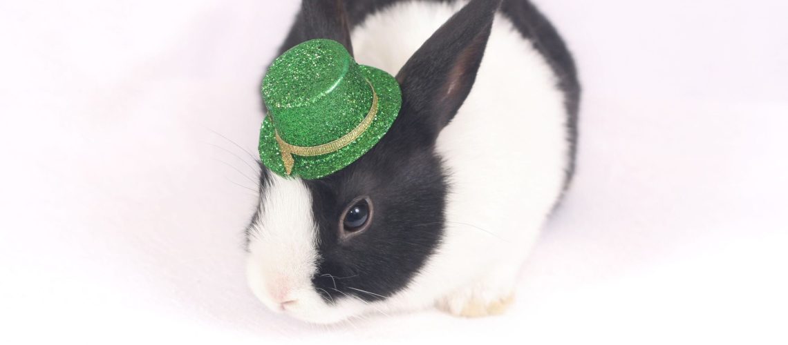 6 Ways To Celebrate Your Pets on St. Patrick's Day