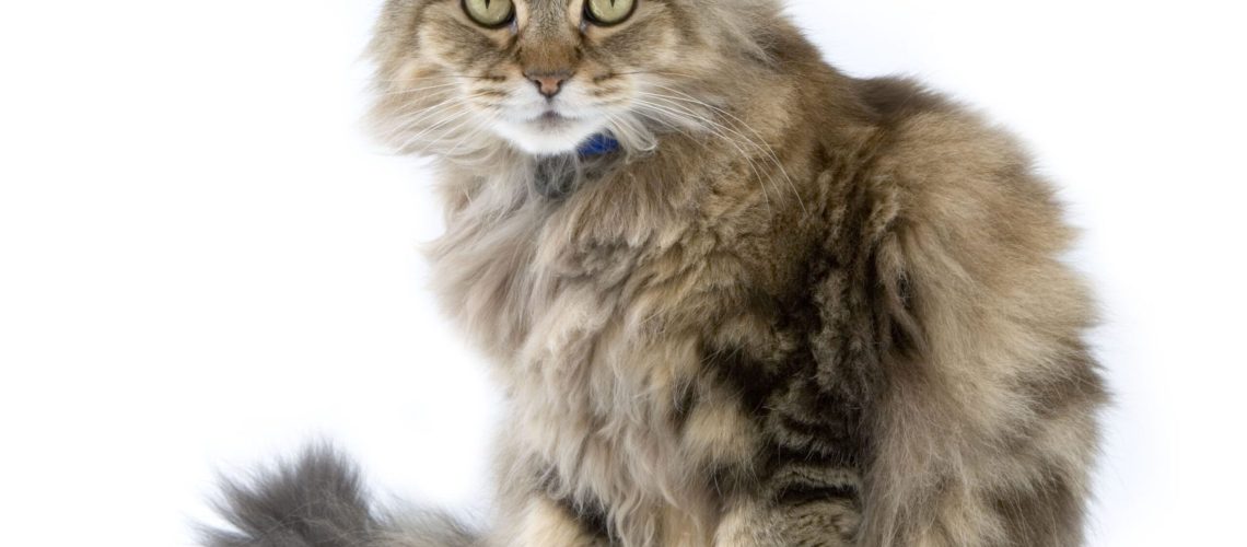 Ragamuffin Rundown: A Detailed Cat Breed Profile