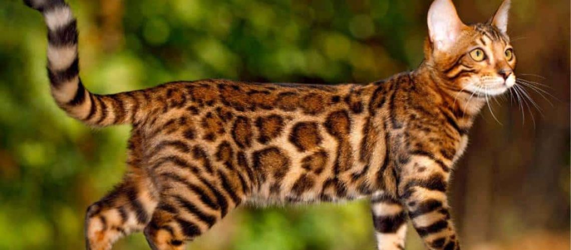 Bengal Cats: Wild Looks with a Domestic Heart