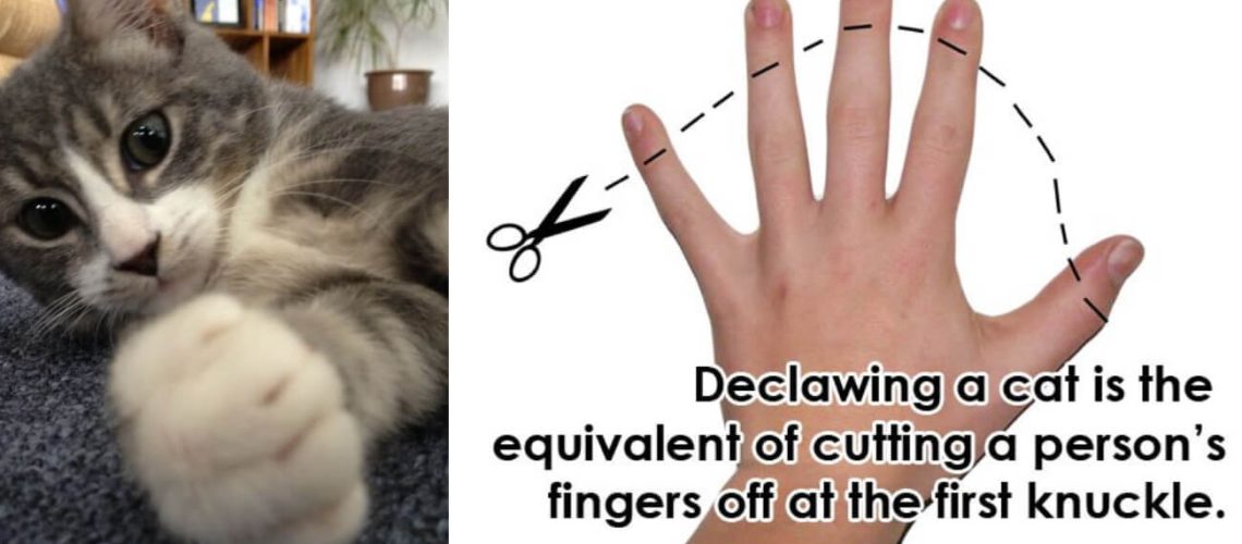 Thinking of Declawing Your Cat? Read This!