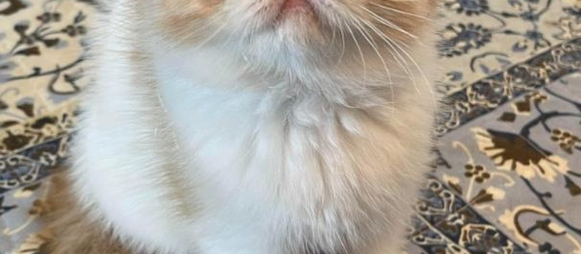 Exotic Shorthair Cats: Fluffy Dreamers for Cat Lovers