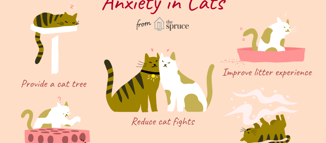 Zen Kitties: Training a Calmer  Less Anxious Cat