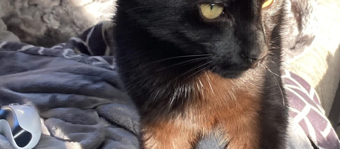 Sun-Kissed Secrets: Why Some Black Cats Shine in the Sun