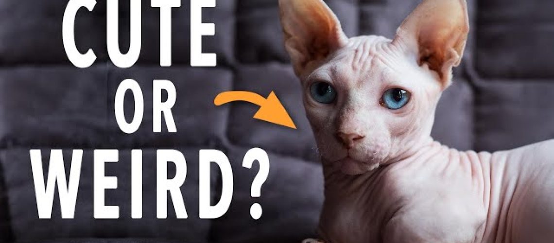 Discover the Buzz: Popular Hairless Cat Breeds