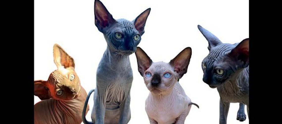 Sphynx Showcase: Adorable and Unforgettable Cats