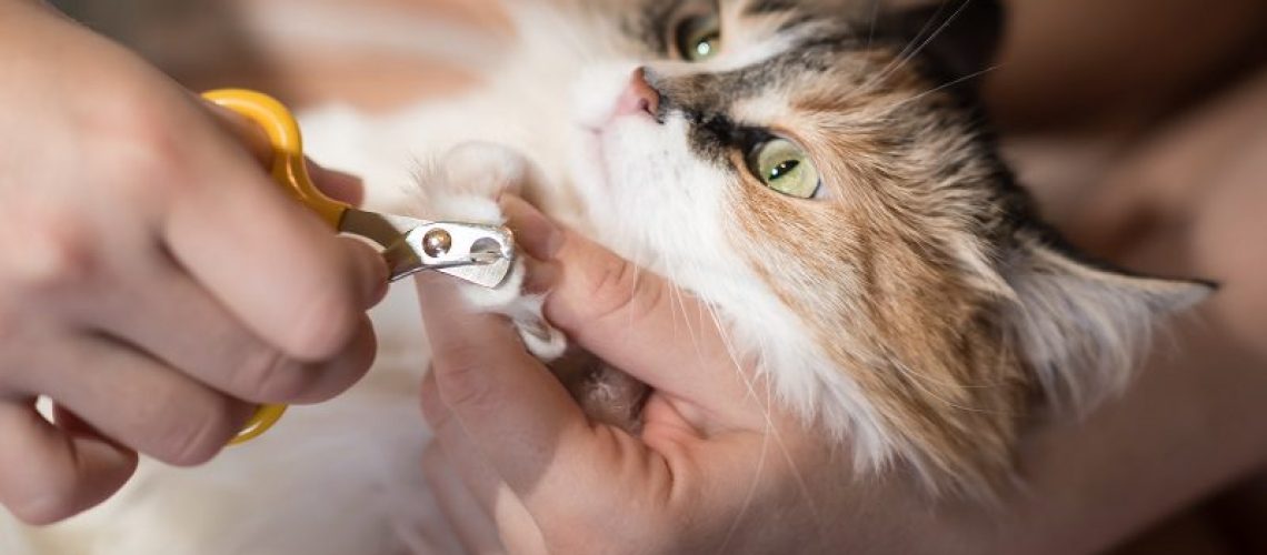 How to Trim Your Cat's Nails