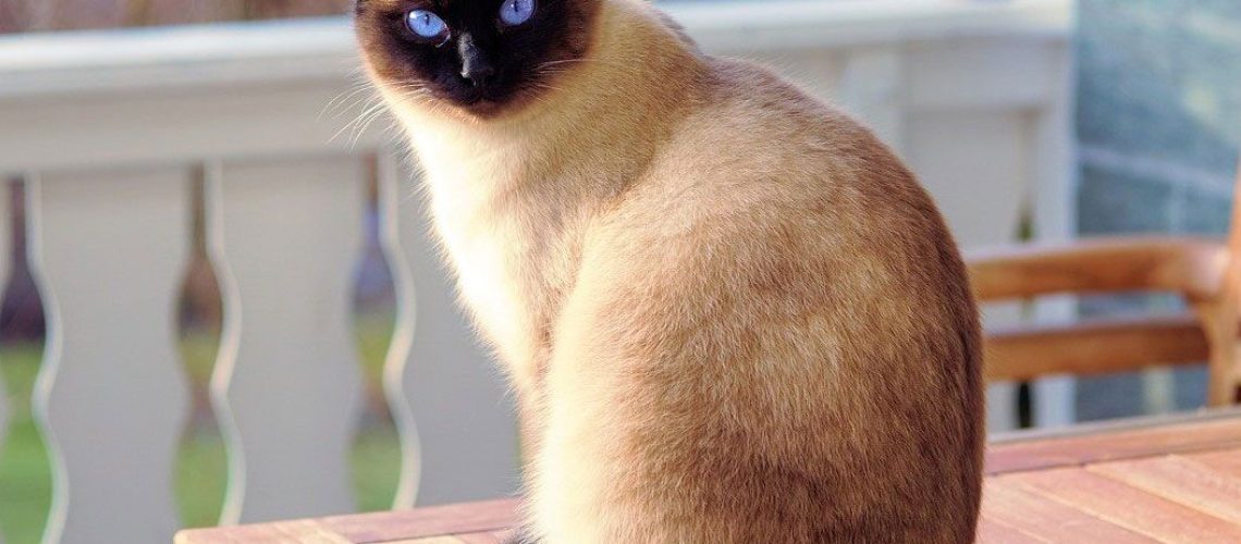 Siamese Cats: Talkative Beauties with a Rich History