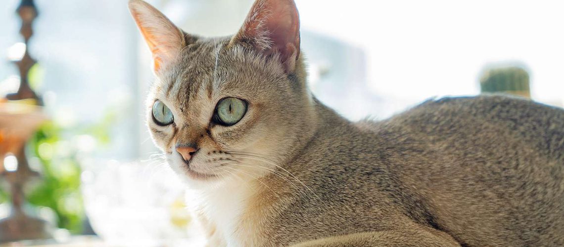 Tiny Treasures: Top Petite Cat Breeds to Adore