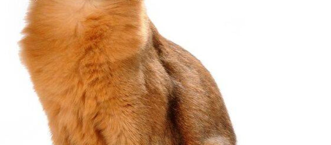 Somali Cats: A Blend of Beauty  Breed Traits  & Care