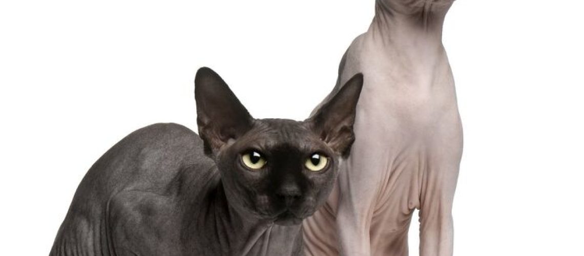 Standout Choices: Best Hairless Cat Breeds for Pet Lovers