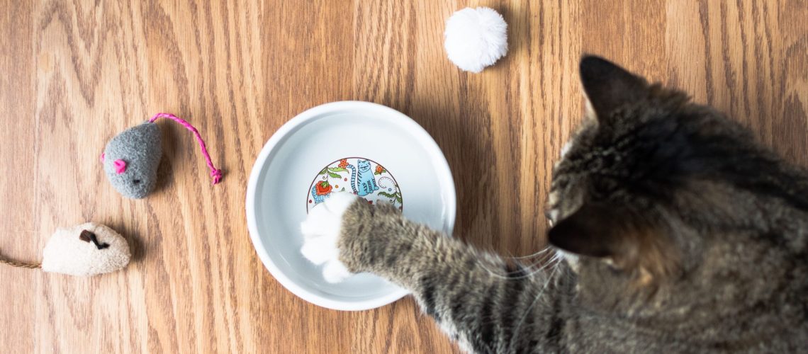 Water Bowl Mysteries: Why Cats Tip Them Over