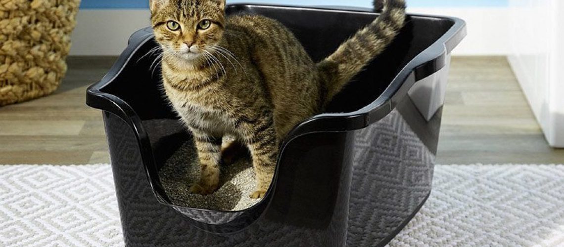 tabby-cat-in-a-high-sided-cat-litter-box