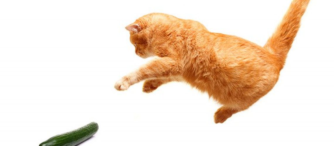 Cucumber Scares: The Feline Fear of Cucumbers