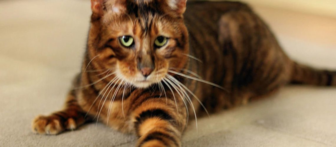 Toyger Cats: Your Home's Very Own Mini Tigers