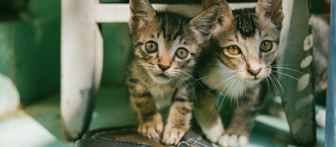 My Adoption Story: When Two Cats Are Better Than One