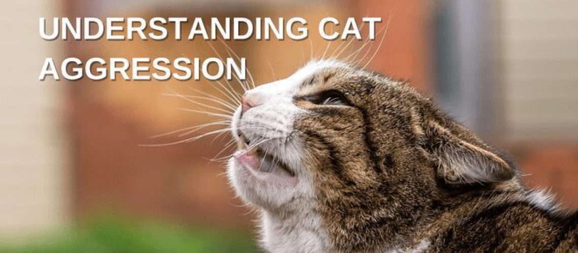 Play or Prey? Decoding Cat Aggression