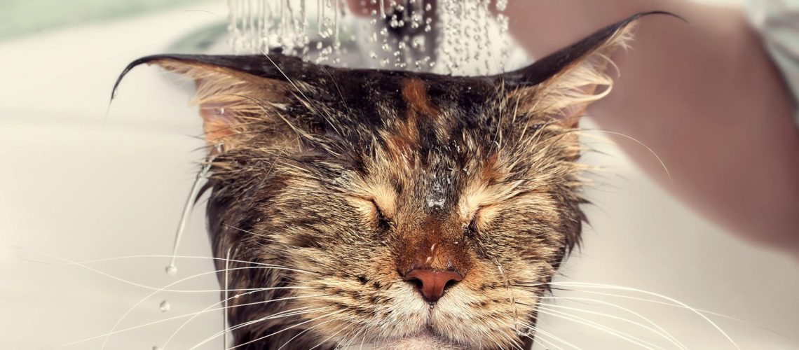 wet-cat-shower-664938444-2000