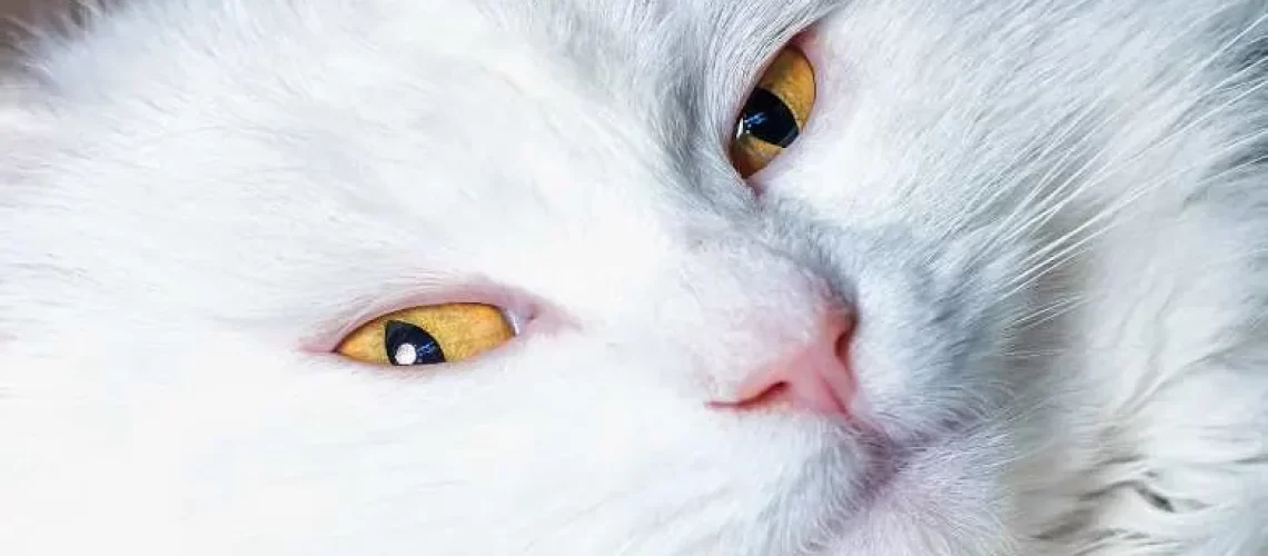 Snowy Wonders: Best White Cat Breeds for Cuddles