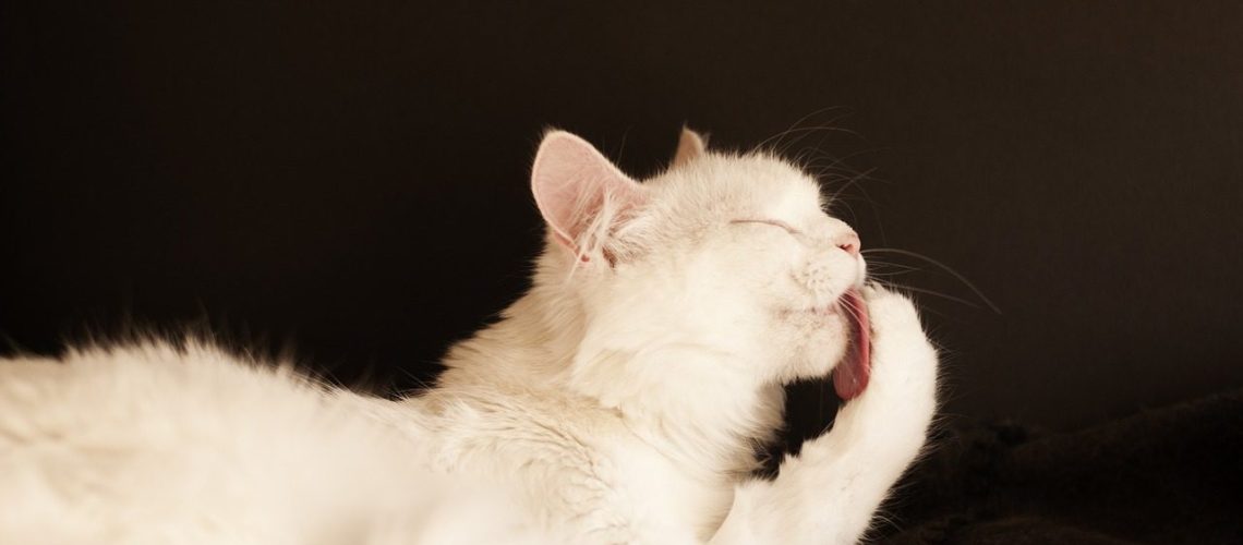 Paw-licking Moments: Cats After meal Rituals