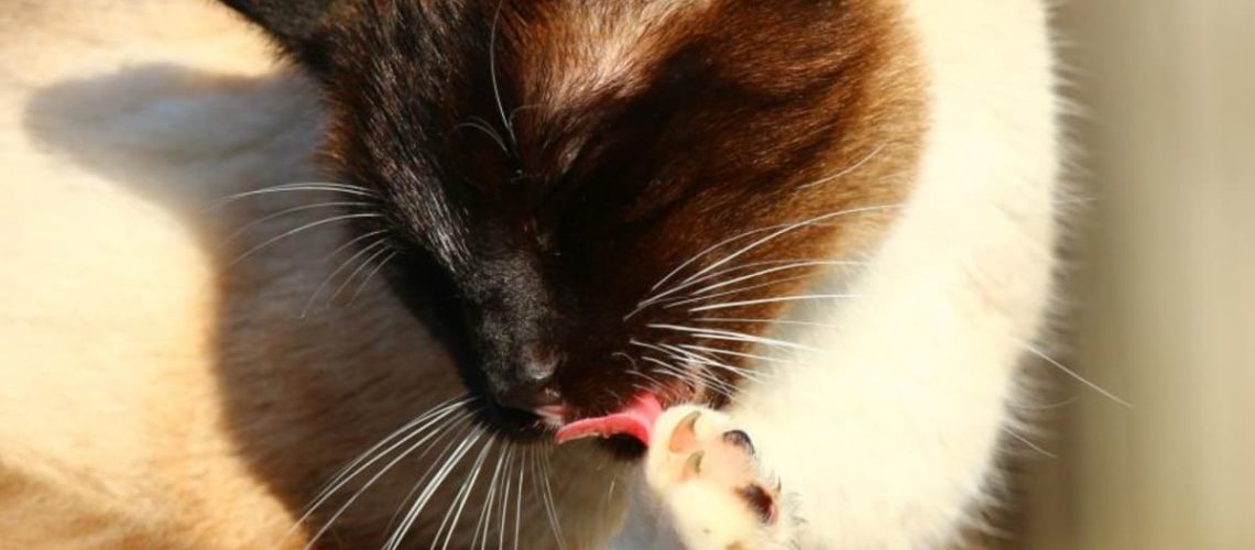 Amazing Self-care: Cats Grooming Rituals