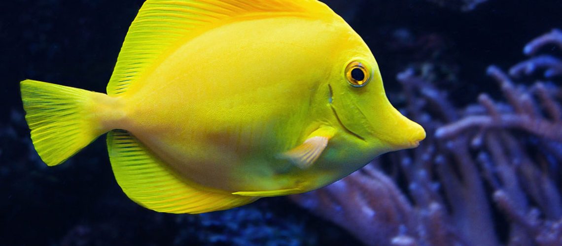 yellow-tang-fish-508304367-5c3d2790c9e77c000117dcf2